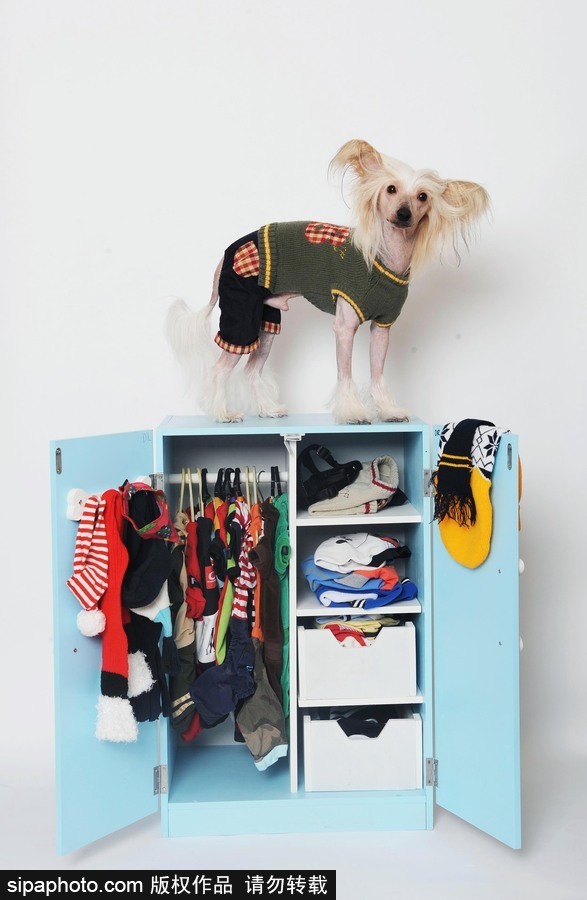 人不如狗系列！走進(jìn)全世界最奢華的狗狗生活（組圖）