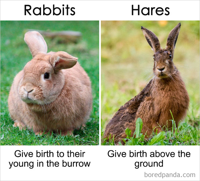 一直以來你都以為它們是同一種東西？事實(shí)是這樣的……（組圖）