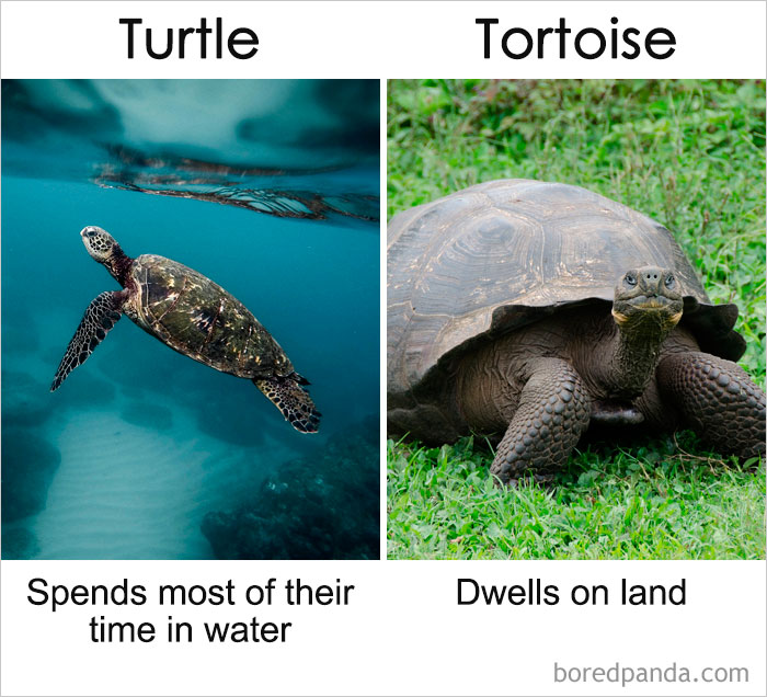 一直以來你都以為它們是同一種東西？事實(shí)是這樣的……（組圖）