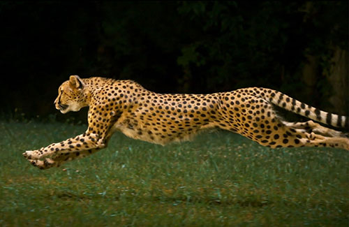 人類為什么能成為地球上最厲害的長跑健將？