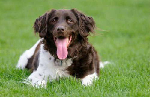 人類為什么能成為地球上最厲害的長跑健將？