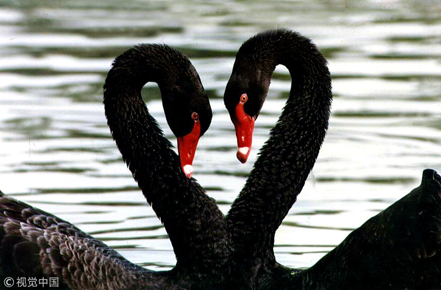 網(wǎng)絡(luò)情人節(jié)盤(pán)點(diǎn)動(dòng)物實(shí)力秀恩愛(ài) 親親抱抱浪漫溫馨（組圖）