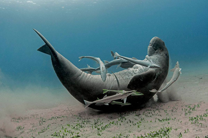 2018趣味動物攝影獎優(yōu)秀作品欣賞（組圖）