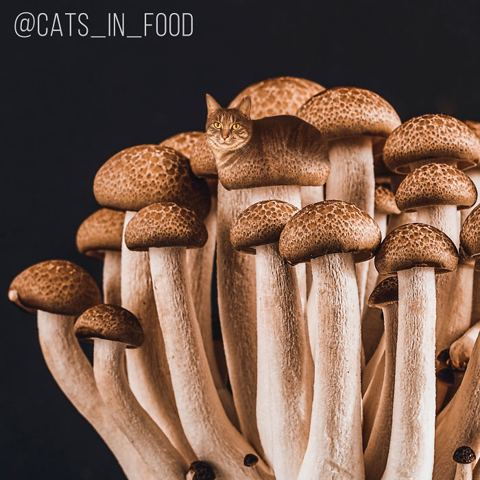 妙趣擋不?。“涯阕類鄣呢圥進(jìn)你最愛的美食（組圖）