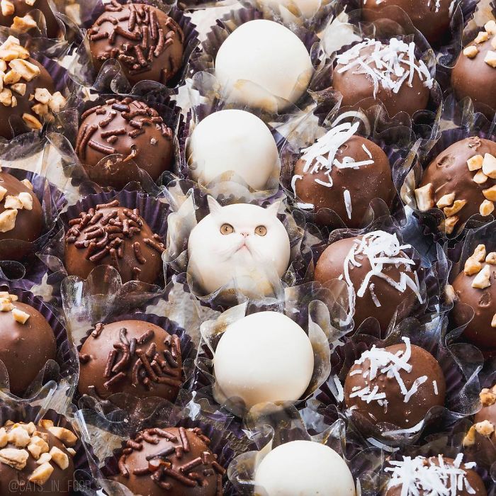 妙趣擋不??！把你最愛的貓P進你最愛的美食（組圖）