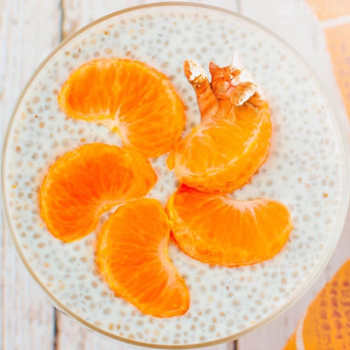 妙趣擋不??！把你最愛(ài)的貓P進(jìn)你最愛(ài)的美食（組圖）