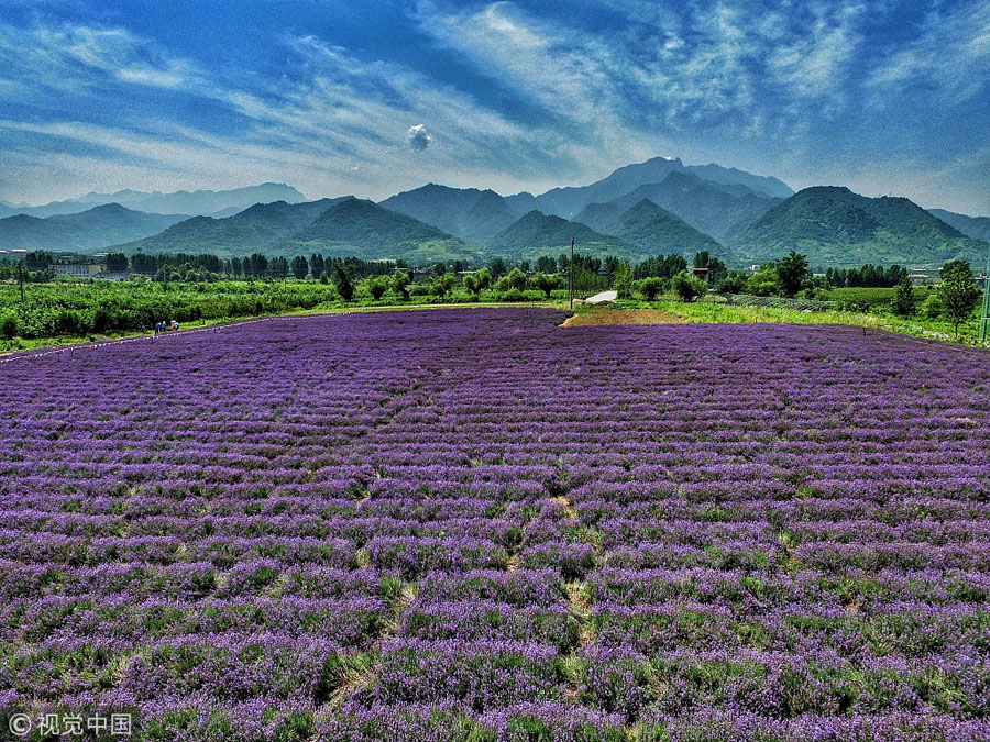 一夜薰風(fēng)方覺(jué)夏深 古詩(shī)詞中尋夏日美景靜聽蟬鳴(組圖)