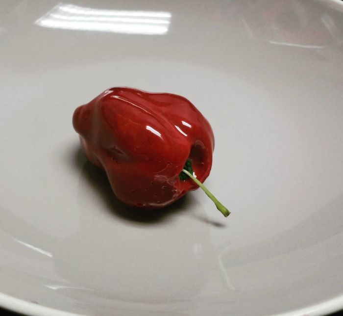 欺騙你的眼：這些東西，居然都是美味糕點（組圖）