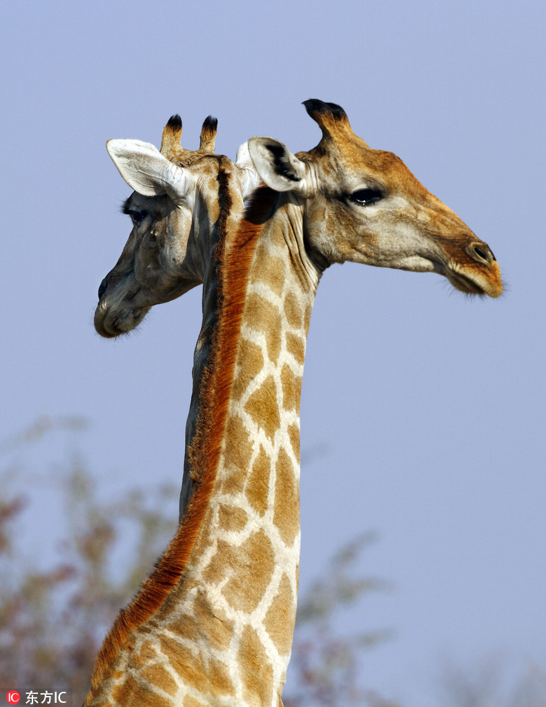 曬曬動(dòng)物界神奇錯(cuò)位攝影：無(wú)頭企鵝雙頭馬……你被騙了嗎？（組圖）