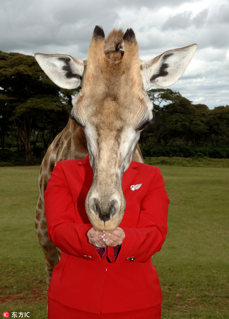 曬曬動(dòng)物界神奇錯(cuò)位攝影：無頭企鵝雙頭馬……你被騙了嗎？（組圖）