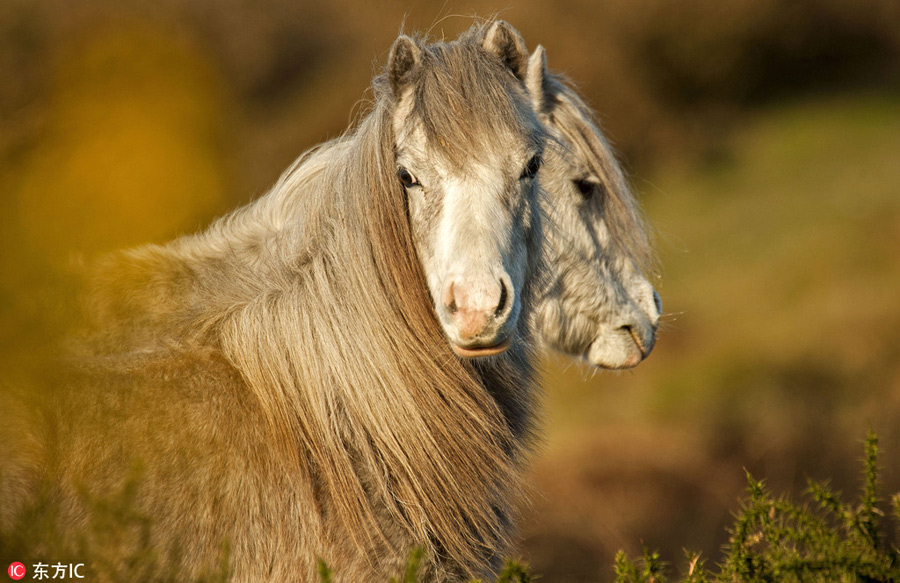 曬曬動物界神奇錯位攝影：無頭企鵝雙頭馬……你被騙了嗎？（組圖）