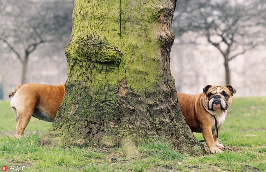 曬曬動(dòng)物界神奇錯(cuò)位攝影：無頭企鵝雙頭馬……你被騙了嗎？（組圖）