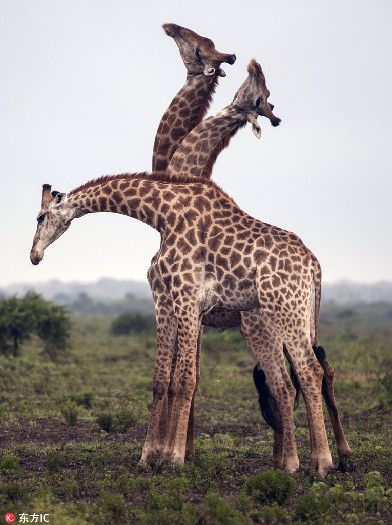 曬曬動(dòng)物界神奇錯(cuò)位攝影：無頭企鵝雙頭馬……你被騙了嗎？（組圖）