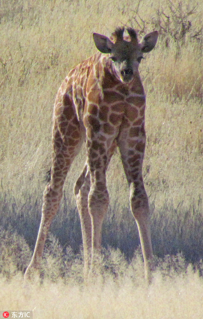 曬曬動物界神奇錯位攝影：無頭企鵝雙頭馬……你被騙了嗎？（組圖）