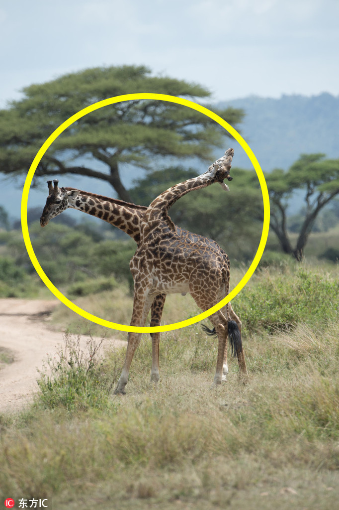 曬曬動物界神奇錯位攝影：無頭企鵝雙頭馬……你被騙了嗎？（組圖）