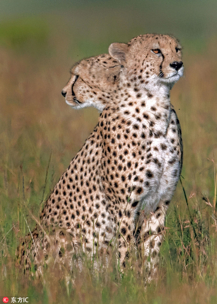 曬曬動(dòng)物界神奇錯(cuò)位攝影：無(wú)頭企鵝雙頭馬……你被騙了嗎？（組圖）