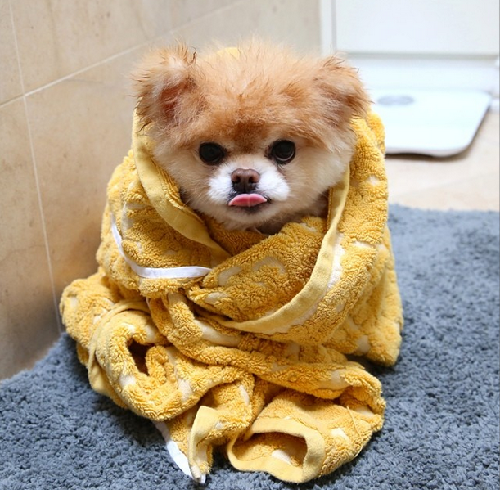 2014萌萌噠！網(wǎng)絡(luò)最紅寵物年度盤(pán)點(diǎn)