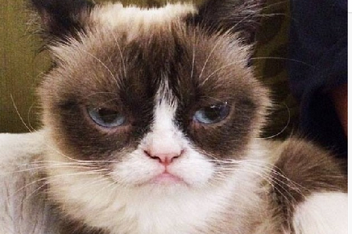 2014萌萌噠！網(wǎng)絡(luò)最紅寵物年度盤點(diǎn)