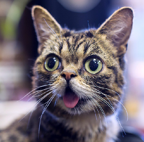 2014萌萌噠！網(wǎng)絡(luò)最紅寵物年度盤點