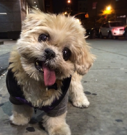 2014萌萌噠！網絡最紅寵物年度盤點