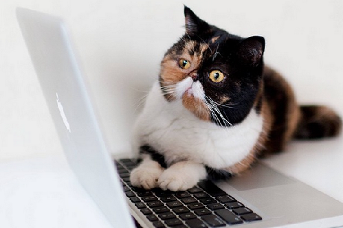 2014萌萌噠!網(wǎng)絡(luò)最紅寵物年度盤點(diǎn)