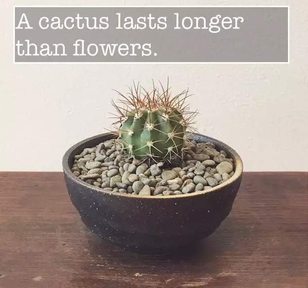 七夕怎么過(guò)？美國(guó)網(wǎng)友給你支招！