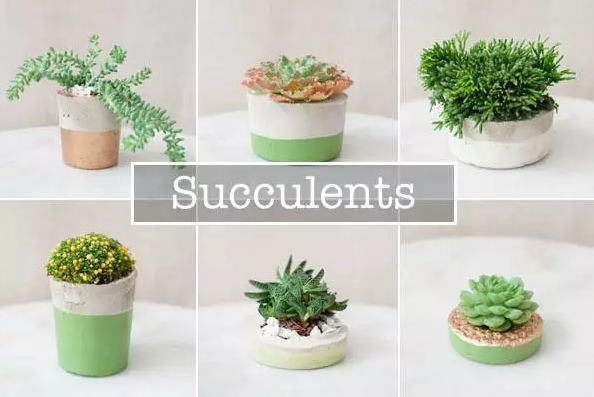 七夕怎么過(guò)？美國(guó)網(wǎng)友給你支招！