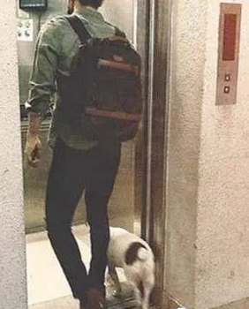 明星愛犬咬傷鄰居間接致其死亡，寵物不拴繩害人也害狗