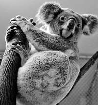 動物也興“網(wǎng)戀”？