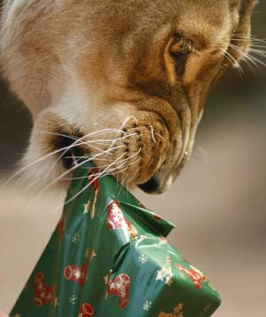 Animals also love Christmas