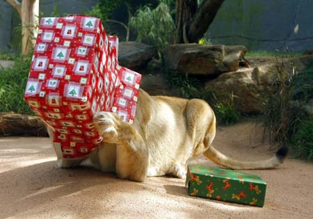 Animals also love Christmas