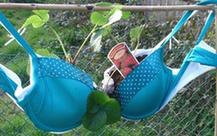 英國:舊內(nèi)衣可用來培植果蔬