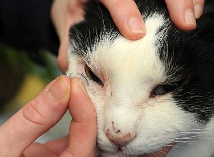 下一張 德國:動物也有隱形眼鏡啦