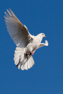 南非：飛鴿傳信比網(wǎng)絡(luò)快！