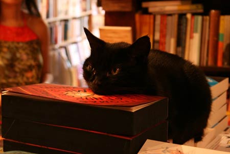 萬圣節(jié)臨近 黑貓倍受冷落