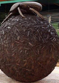 科學(xué)家：屎殼郎為世上力量最大的昆蟲(chóng)