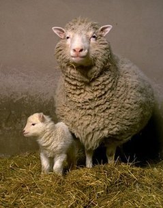 歐盟暫?？寺游镉糜谑称飞a(chǎn)