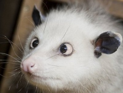 Cross-eyed opossum a hit<BR>斗雞眼負鼠成網(wǎng)絡(luò)新寵