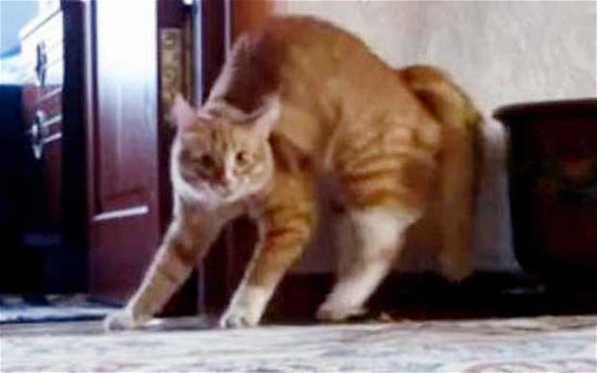 2011年奇聞?shì)W事回顧