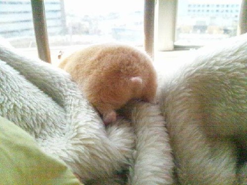 日本掀起倉(cāng)鼠屁股風(fēng)潮 “倉(cāng)屁”寫真熱賣