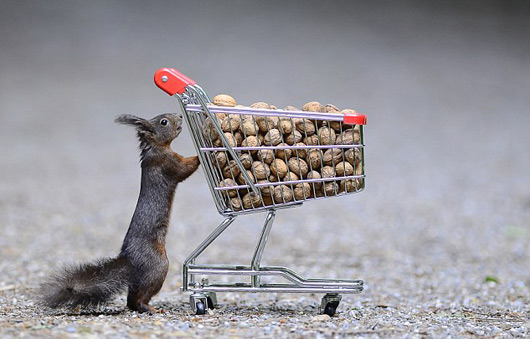 創(chuàng)意圖片展現(xiàn)松鼠們的圣誕節(jié)