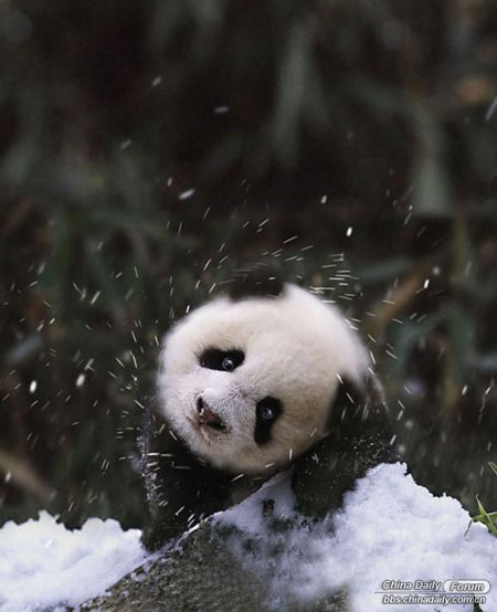 雪中的可愛(ài)小動(dòng)物