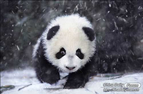 雪中的可愛(ài)小動(dòng)物