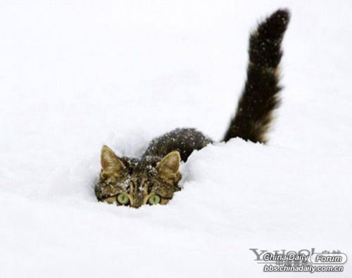 雪中的可愛小動(dòng)物