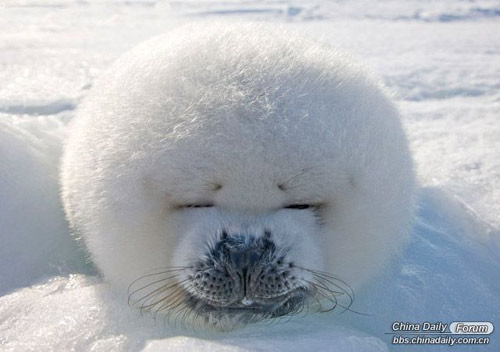 雪中的可愛(ài)小動(dòng)物