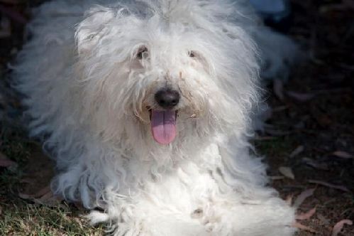 2014萌萌噠！網(wǎng)絡(luò)最紅寵物年度盤(pán)點(diǎn)