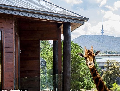 旅館？動物園？這是澳大利亞加馬拉野生動物旅館！