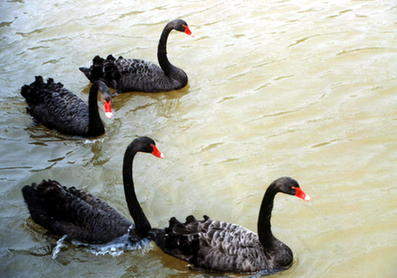 何為“黑天鵝”事件？