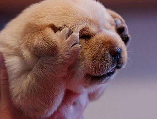 呆呆萌萌是“呆萌” ！