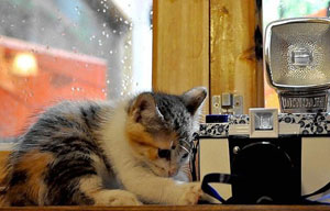 Celebrating Chinese Valentine's Day